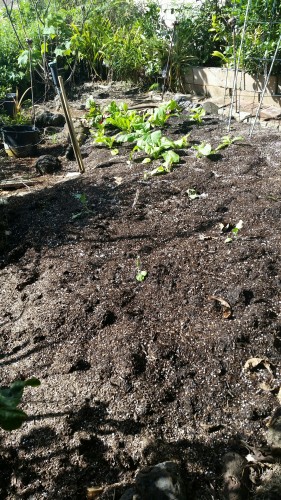 planted komatsuna, perpetual spinach chard and lastly broccoli.  I also planted 4 cucumber in the cage, but the snails ate all of them.