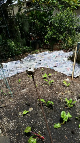 8 sheets of newspaper since I did not have straw or enough leaves. It will keep the weeds from breaking through for awhile