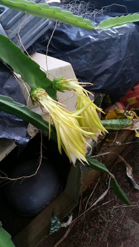 5 flowers bloomed on the same night. If took about 10 days for the bud to bloom from the time it appeared on the stem.  The plant is about 10 ft long