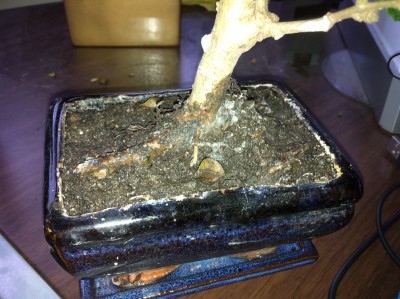 the pot and the root to the left possibly with some mold on it