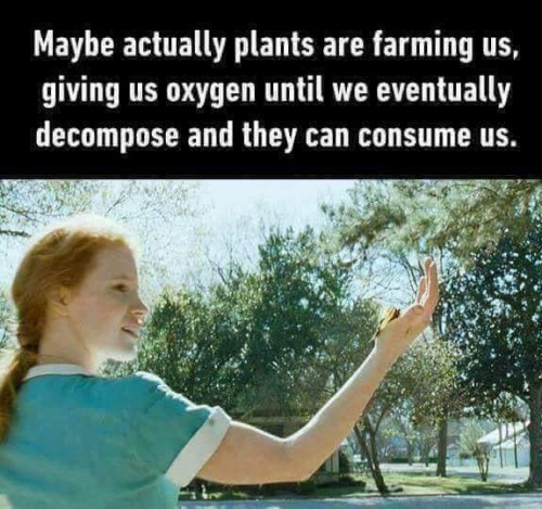 plants.jpg