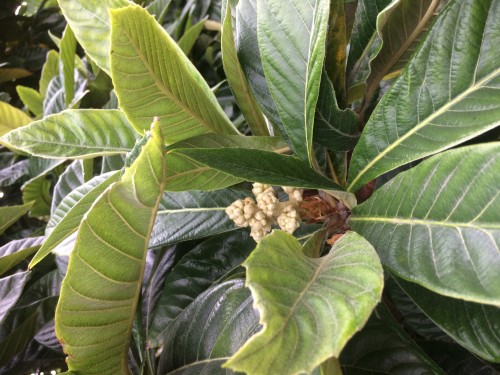 Kumquat bud