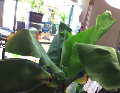 The &quot;Winter Paradise&quot; shelves are 3 feet wide so the banana leaves spread over 4 feet....