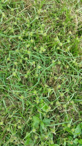 grass front yard 1.jpg