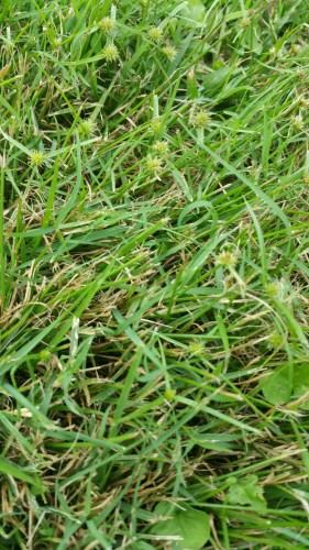 grass front yard 3.jpg