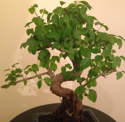 Ligustrum bonsai!