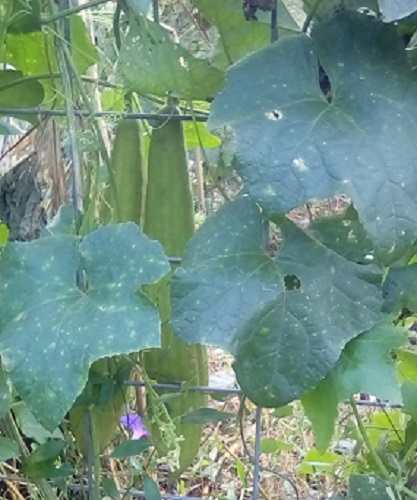 Luffa Gourds just prior to harvest