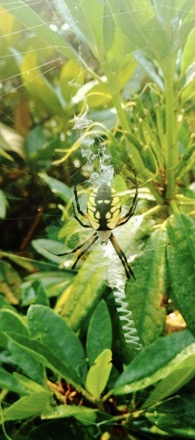 Yellow Garden Spider webmaking skills