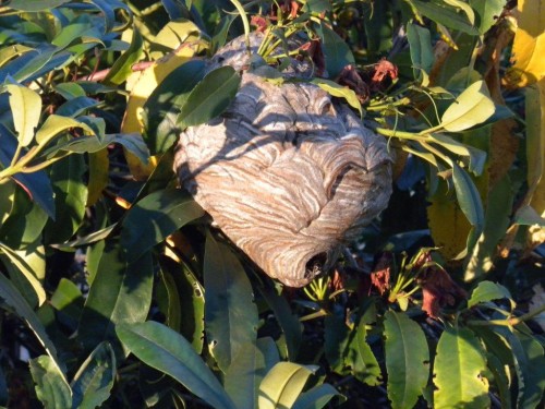 Bald Faced Hornet's Nest