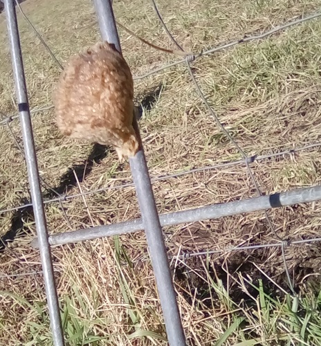 Hopefully a praying mantis nest