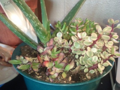 This shows the reddish succulent, which is crispy and dried out