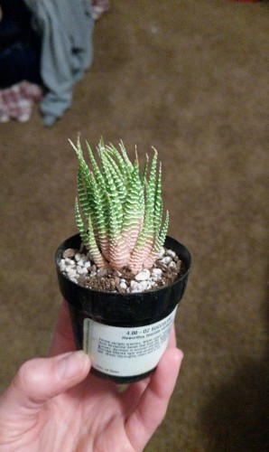 Variegated haworthia fasciata.jpg