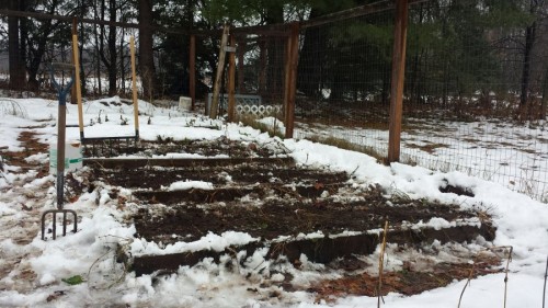 Garlic planting in November. More details at https://lifeplusnature.com/2018/11/27/desperate-gardening-in-the-snow/