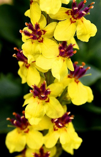 Verbascum-Nigrum.jpg