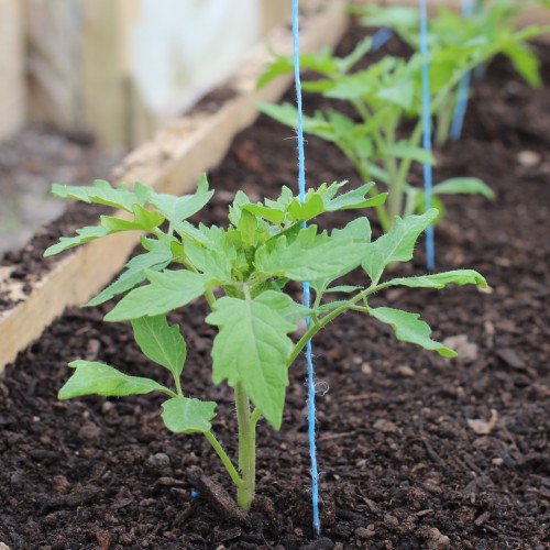 Tomato-plant-healthy.jpg