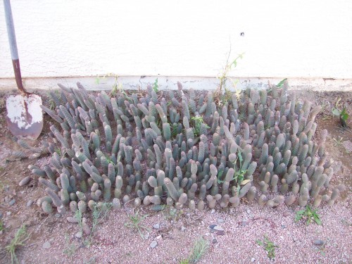 These are called Penis cactus also called Pine Cone cactus. I started with about 500 segments some guy wants his cactus removed so I took all the segments home in 5 gallon buckets.  3 months later each segment was growing 2 new arms that I planted.  500 plants soon became 1000, 2000, and 4000 plants.  These cactus have very small micro small hair like needles almost invisible.