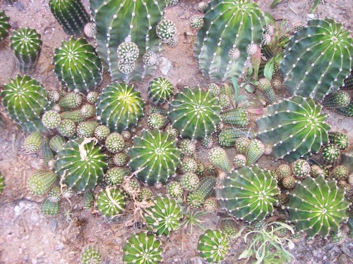 I don't remember the name of these little barrel cactus, they grew about 20 babies per plant then I planted all the babies.  When babies were about 3&quot; to 4&quot; diameter they all made about 20 more babies.  10 plants turned into 200 and that turned into 4000 plants in about 15 months.