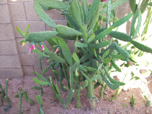 This is a flat arm prickly pear don't remember the real name it grew extremely fast and made beautiful pink flowers.  I found this plant in the trash it was almost dead so I cut off the segments and planted them.  Most of the segments lived to make about 30 cactus plants 6 ft tall with 1000s of arms.  I had several other type prickly pear cactus, pink, long needle, short needle, cow tongue.