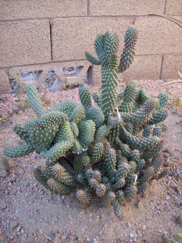 I don't remember the name of this cactus, it started out growing slow but later grew very fast, nice looking cactus. When it grew bigger segments turned into flap pods they curled up like potato chips.