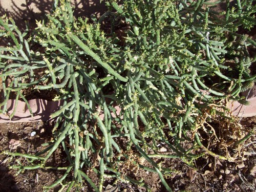 This is pencil cactus it grows very fast 1 segment with grow several new arms 8&quot; long in 2 months. Plant all the arms next thing I know 9 plants have 100 arms.  I had these along the wall in about 10 months plants were 5 ft tall.