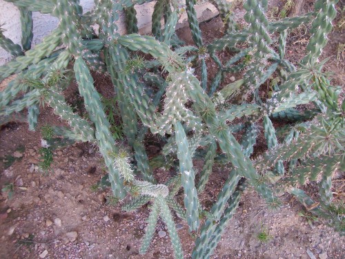 This is Chollas cactus it is evil stuff with long needles and it grows fast.  There are other types of chollas including jumping cactus.  I found this growing along the highway 60 miles from town, I planted about 50 segments at first then 100 more later.  This stuff can become a nightmare it grew too fast I cut most of it down.