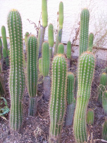 I found these cactus growing about 6 blocks from our house they were 6 to 7 ft tall.  Several had fallen over laying on the sidewalk so I cut them into 6&quot; long pieces and planted about 100 of these.  Must of the cuttings grew 1 arms.  They make a nice house plant when small.  I kept finding more 6 ft long cactus laying on the sidewalk I planted the whole 6f long piece laying on its side it sprouted about 20 new plants the full length of the body.