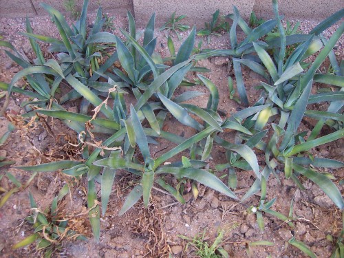 These are Weber Agave they have rhizome roots that make lots of baby plants around the mother plant. Little 2&quot; tall plants become 15&quot; tall in about 6 months then they start making baby plants about 30 babies each time. If you plant 10 plants you soon have 300 babies if you let them grow next you have 9000 babies. When plants get about 3 ft tall they send up a 8 ft tall stalk that is loaded with about 1000 to 2000 baby plants.  I liked Weber  Agave it is a beautiful plant.  I soon got rid of my American agave.  I had 3 kinds of Aloe at first I had trouble growing this until I learned to plant is near the south side of the house under the roof over hang where the 6 ft tall fence blocked sun until 9am then house roof blocked sun 11am to dark.  Aloe grew fast 3&quot; tall in 9 months.