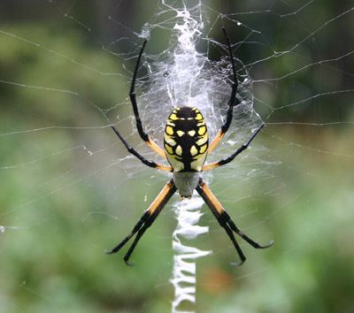 argiope-spider-.jpeg