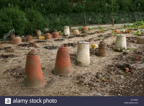 horticulture-rheum-x-cultorum-rhubarb-forcing-jars-ATC9G4.jpg