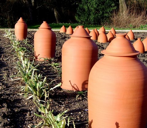 Terracotta_rhubarb_forcers.jpg