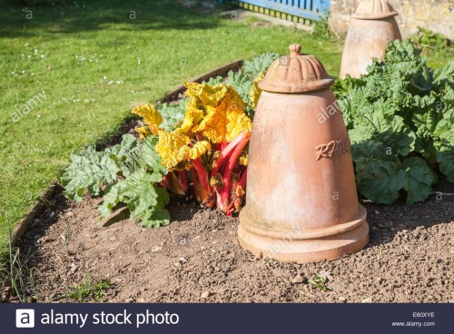 fresh-rhubarb-and-terracotta-earthenware-rhubarb-forcing-pot-E60XYE.jpg