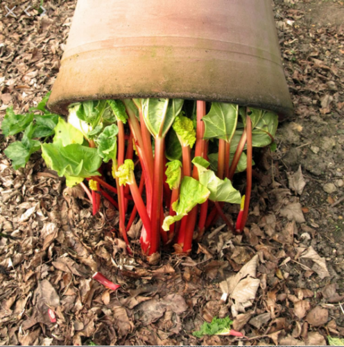 rhubarb-forcer-in-garden-gardenista.png