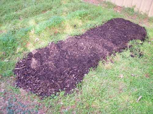 I planted 500 half long carrots seeds in this 30&quot; x 9 ft spot.