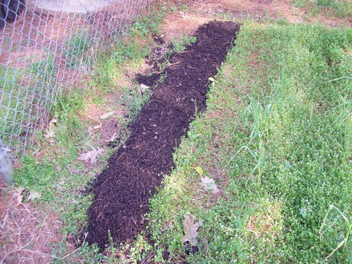 I planted 500 spinach seeds in this row.