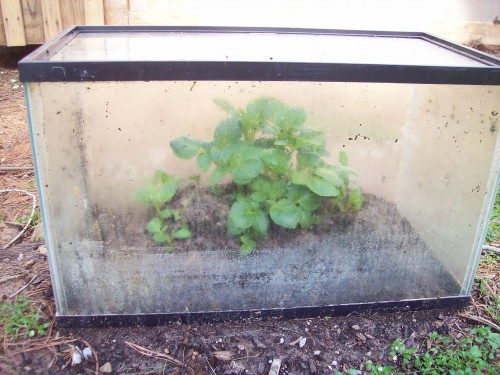 This is the winter potatoes inside the fish aquarium.  Tops froze off in cold weather but have grown back.