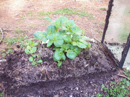 Nice looking potato plants.  70 degree and sunny today it feels like 110 degrees inside the fish aquarium.  I need to keep an eye on this hotter weather might kill tops too.  Soon I will remove fish aquarium and let plants finish growing.