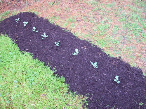 8 packman broccoli