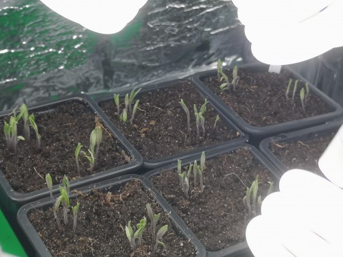 Look at these beautiful tomato seedlings I love how they look.