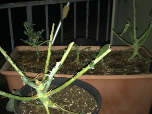 My broccoli plants