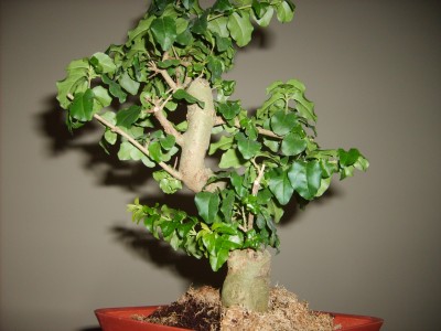 bonsai Identification 003.JPG