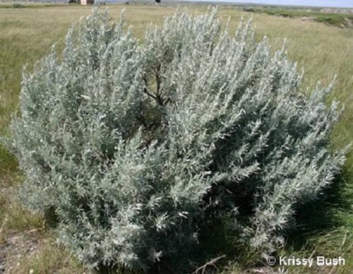 SageBrush.jpg