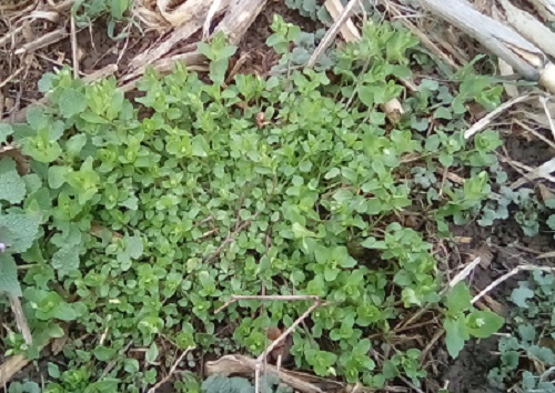 Chickweed growing