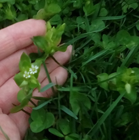 Chickweed in bloom
