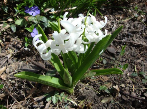 spring-flower.jpg