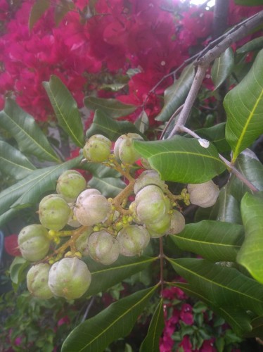 Fruit on my trees.jpg