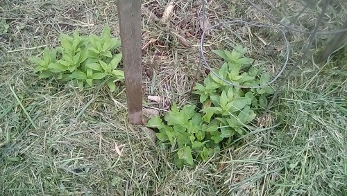 Transplanted Soapwart volunteers and violet, viewed from the end of the 'wide row'.