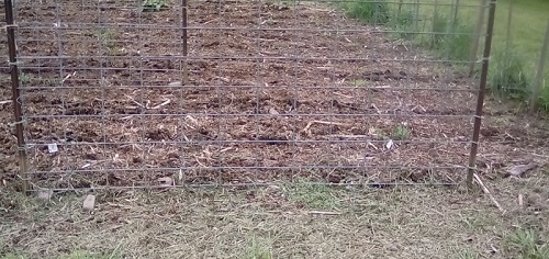 Trellis left to right: A few Tall Telephone Peas, mostly Wando Peas.<br />3Tomato Cages left to right: 1st Tom Thumb Peas, 2nd and 3rd are Wando Peas.