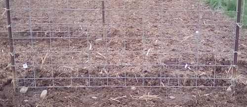 Trellis and tomato cages for peas, after watering