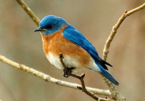 I found this picture online also it looks like other blue birds I have seed. I think this is the Mountain Blue Bird.