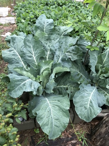 cauliflower a few days ago before I had to put on the row cover.